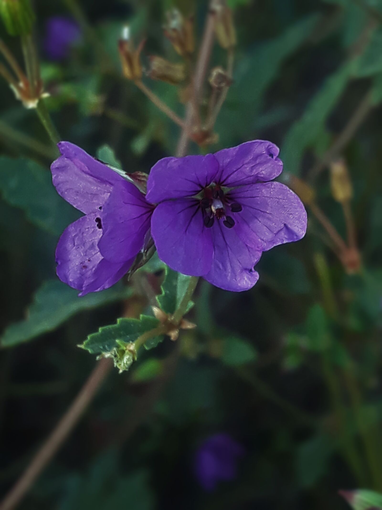 Samsung Galaxy J5 Prime sample photo. Flower, outdoor, plant photography