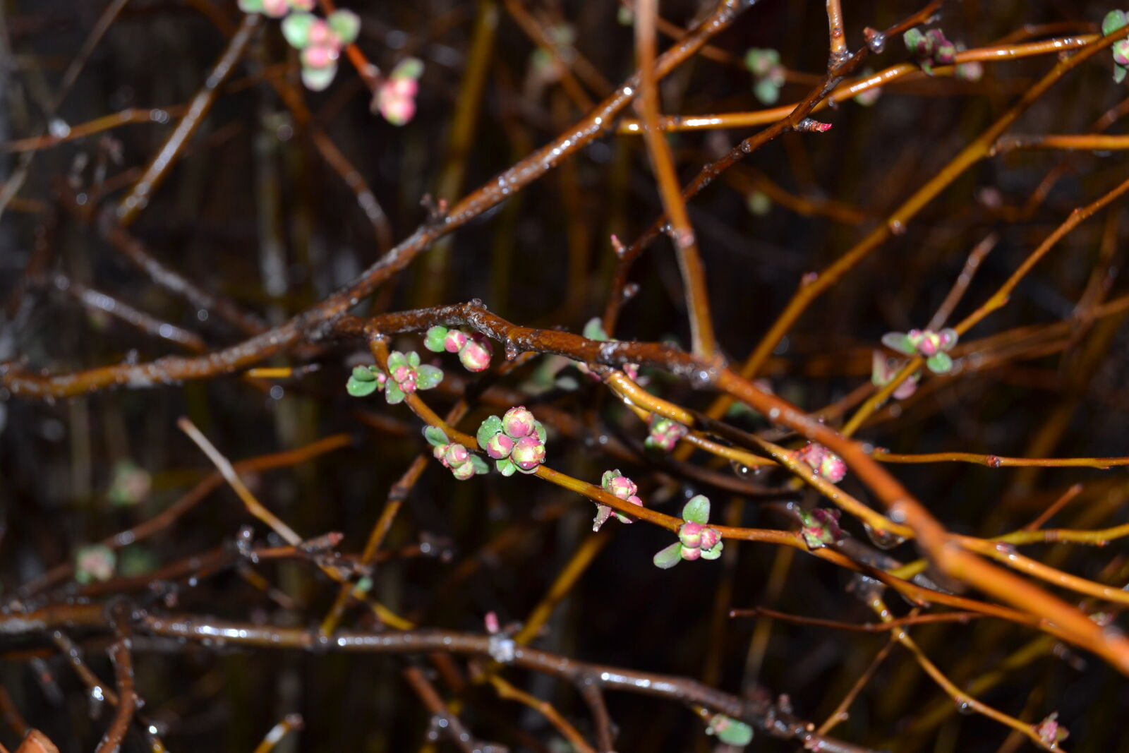 Nikon D3100 sample photo