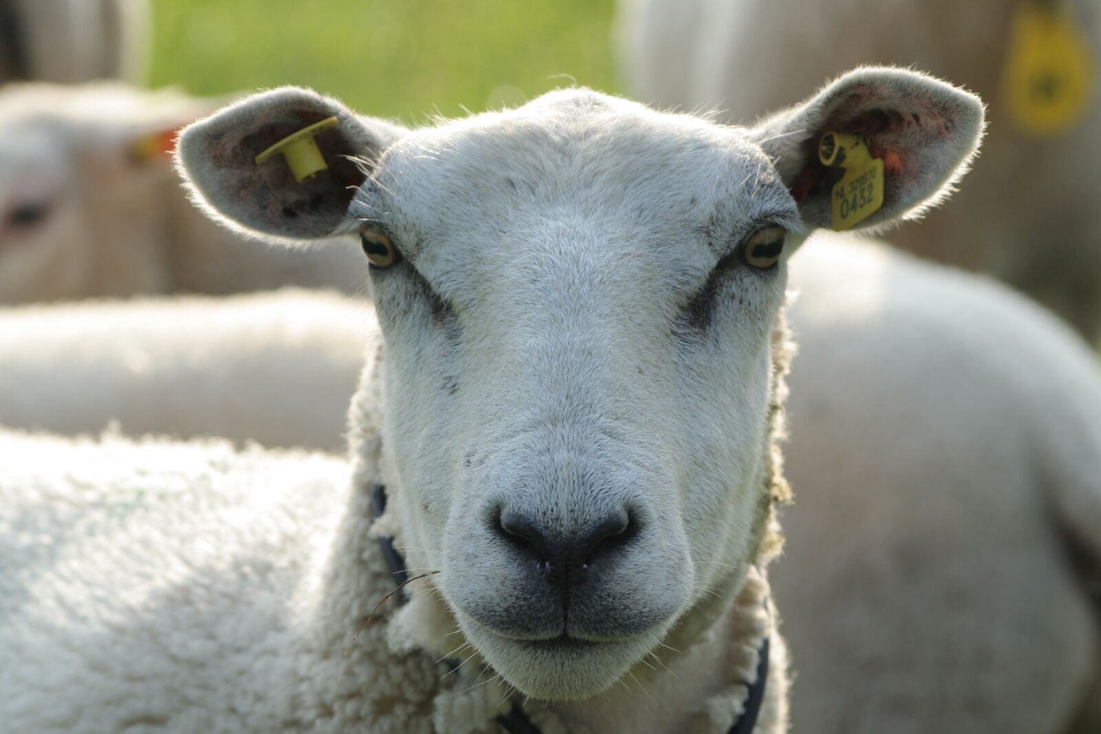 Canon EOS 350D (EOS Digital Rebel XT / EOS Kiss Digital N) sample photo. Relax, animals, sheep photography