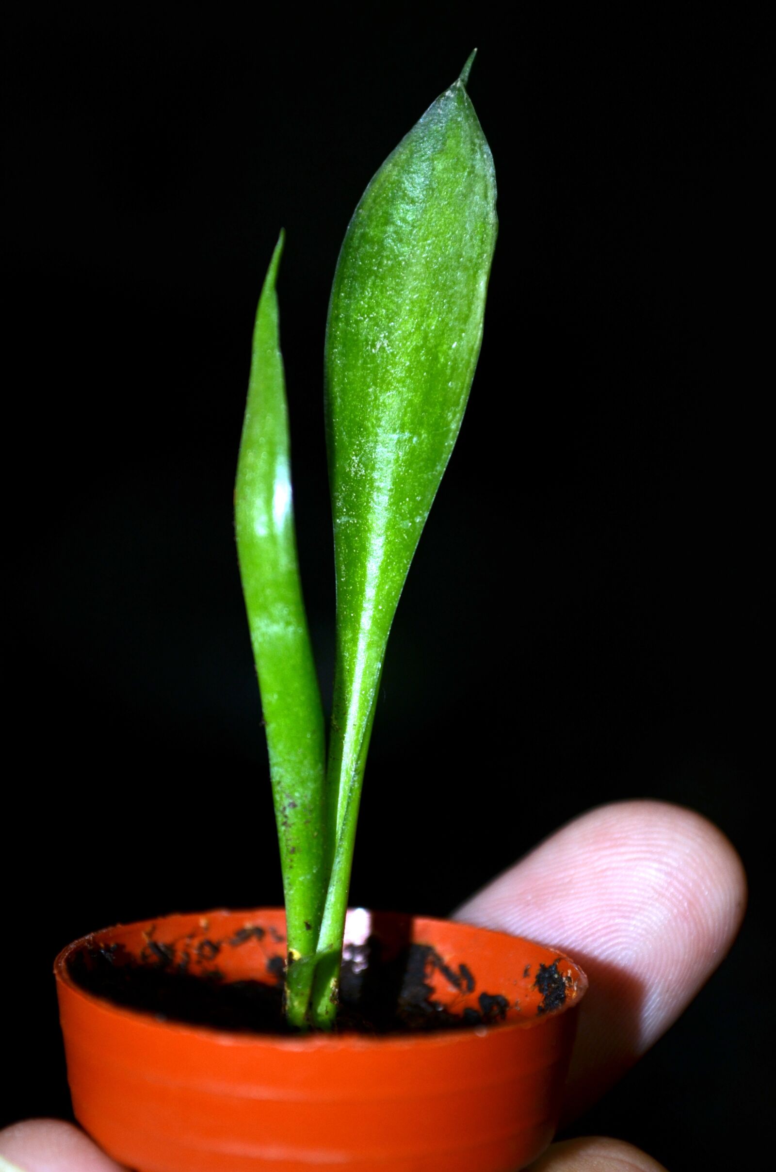 Nikon D5100 sample photo. Floorplan, san severa, vase photography