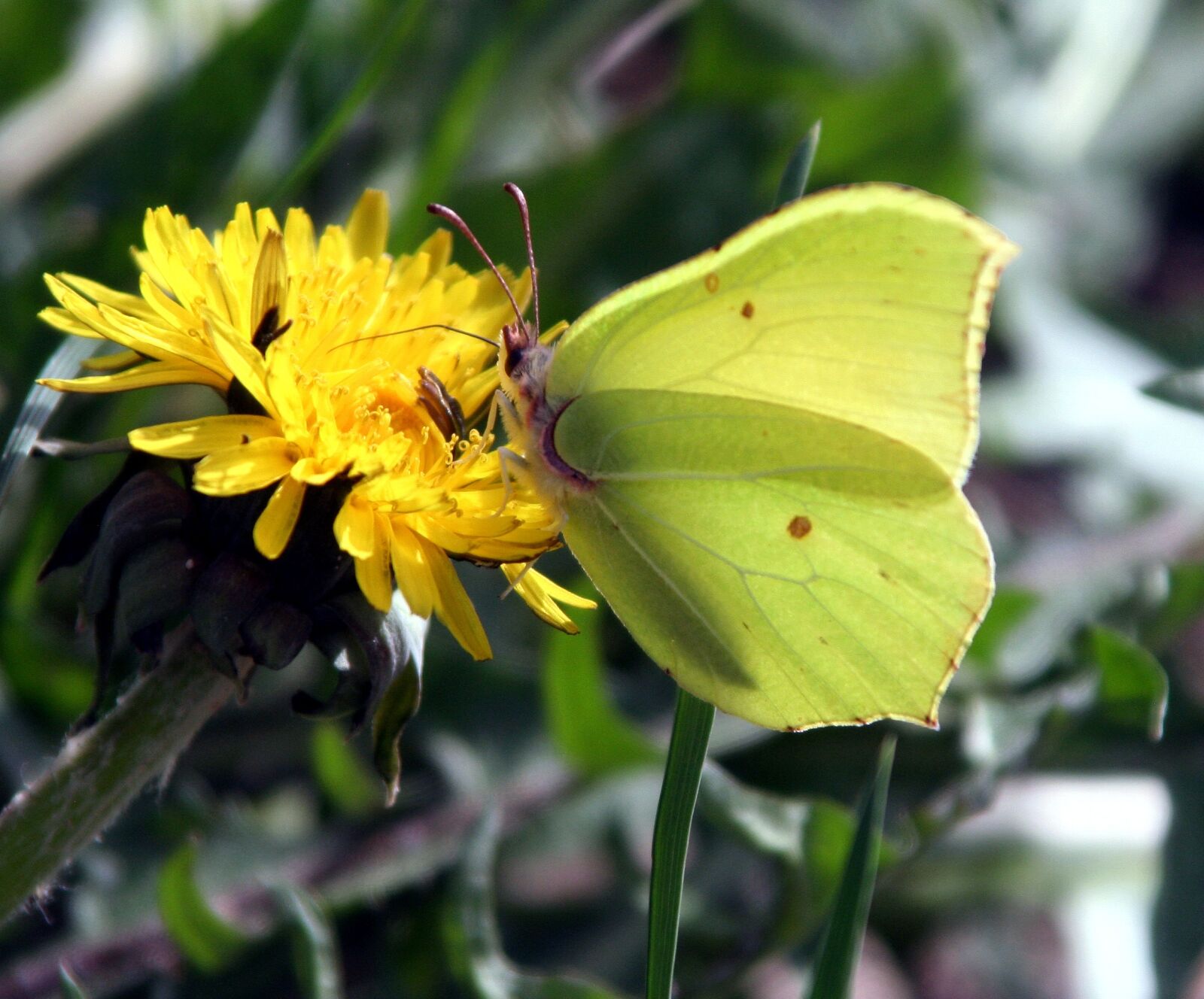 Canon EOS 350D (EOS Digital Rebel XT / EOS Kiss Digital N) sample photo. Butterfly, yellow, insect photography