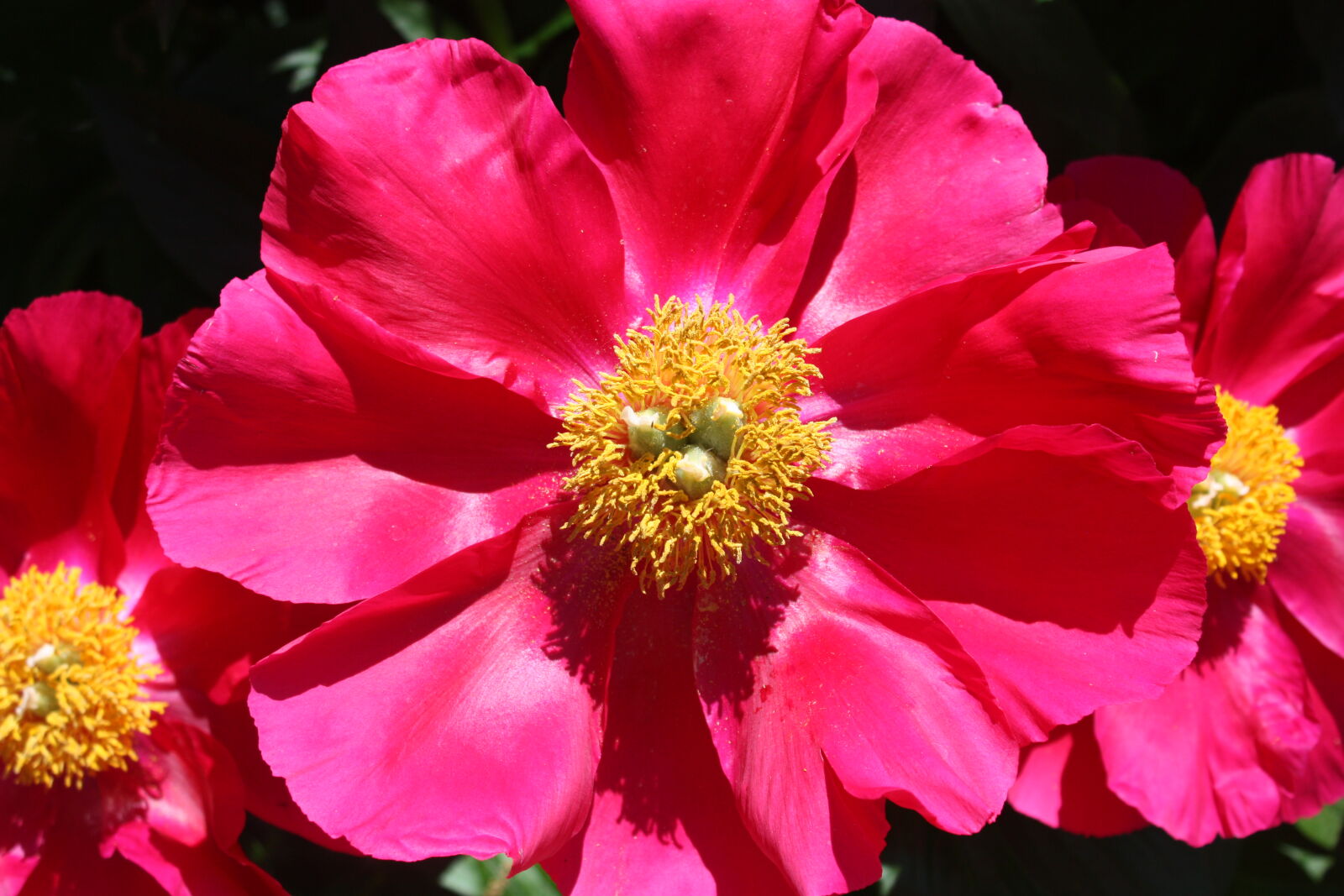 Canon EOS 450D (EOS Rebel XSi / EOS Kiss X2) sample photo. Peony, bloom, flower photography