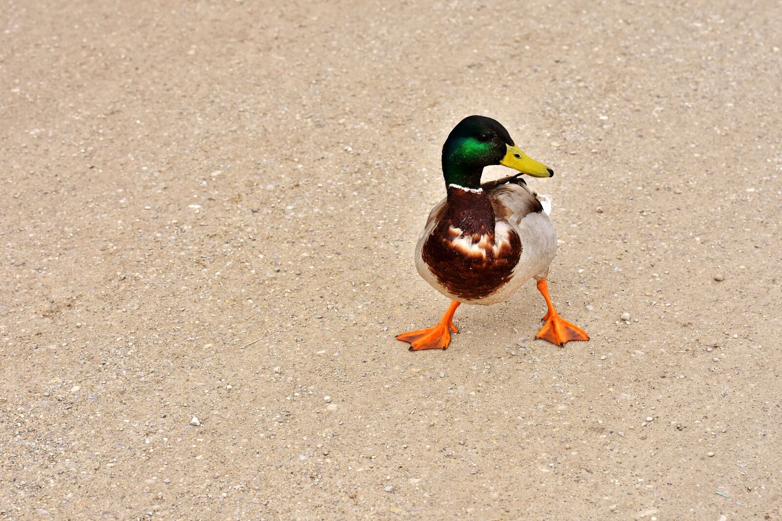 Nikon D7200 sample photo. Duck, funny, water bird photography