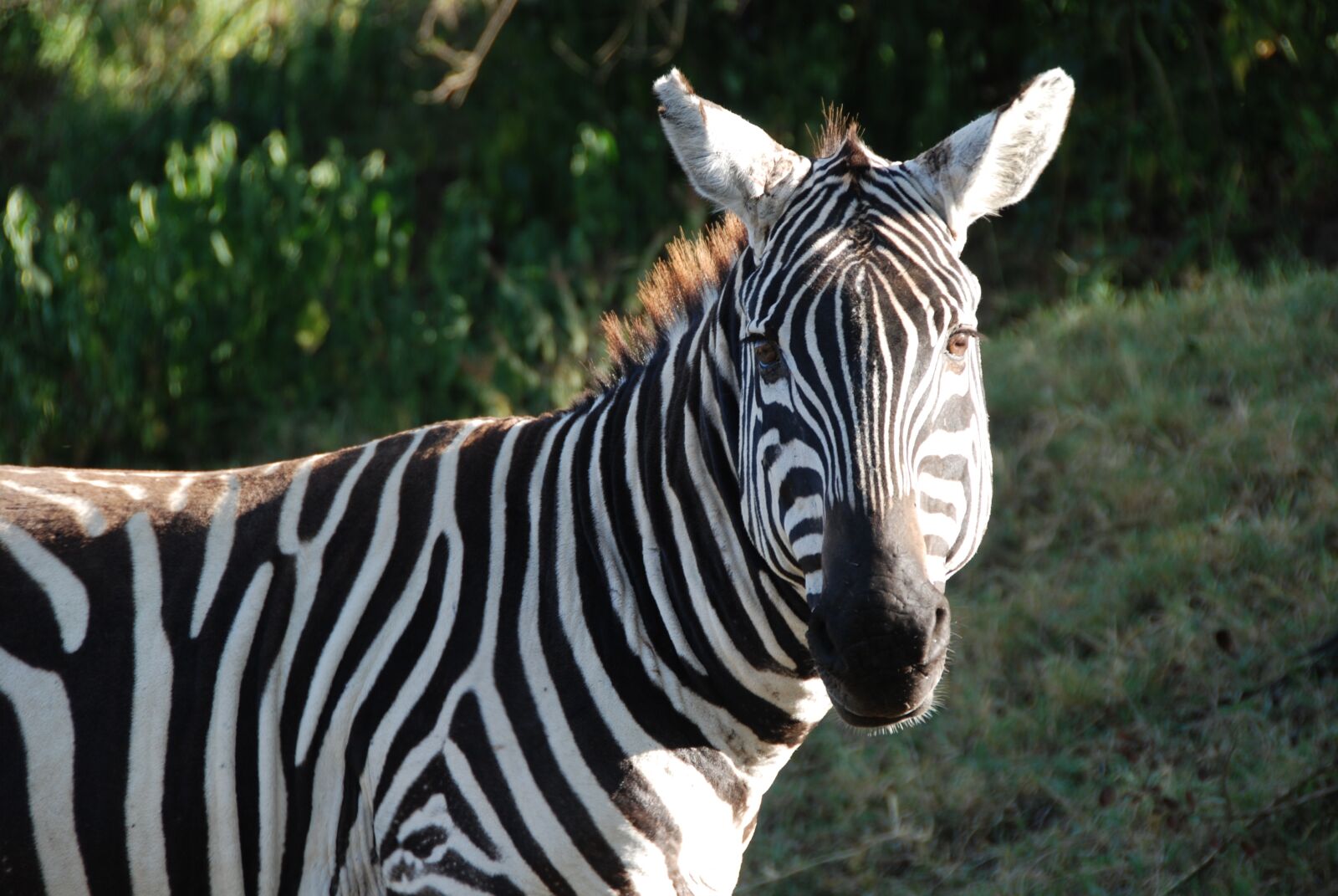 Nikon D80 sample photo. Zebra, kenya, safari photography