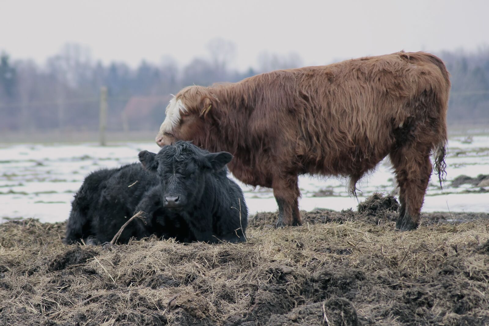 Canon EOS 600D (Rebel EOS T3i / EOS Kiss X5) sample photo. Cattle, cows, mammals photography
