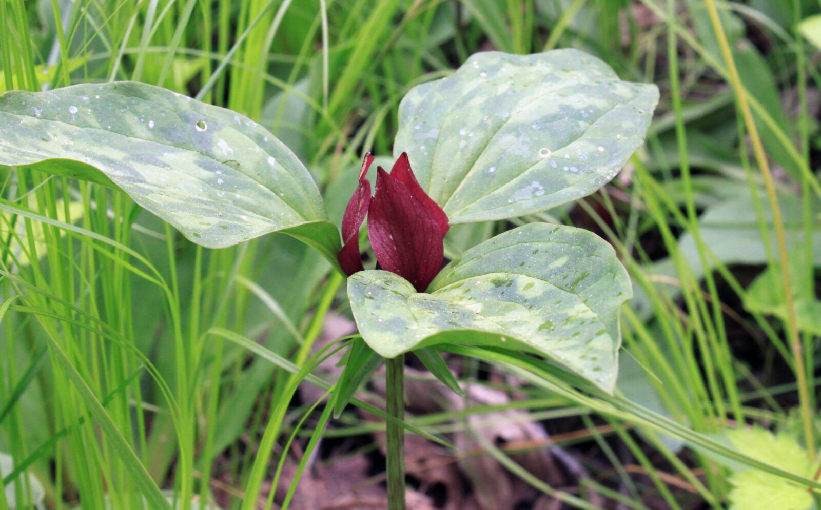 Canon EOS 500D (EOS Rebel T1i / EOS Kiss X3) sample photo. Red trillium, trillium, red photography