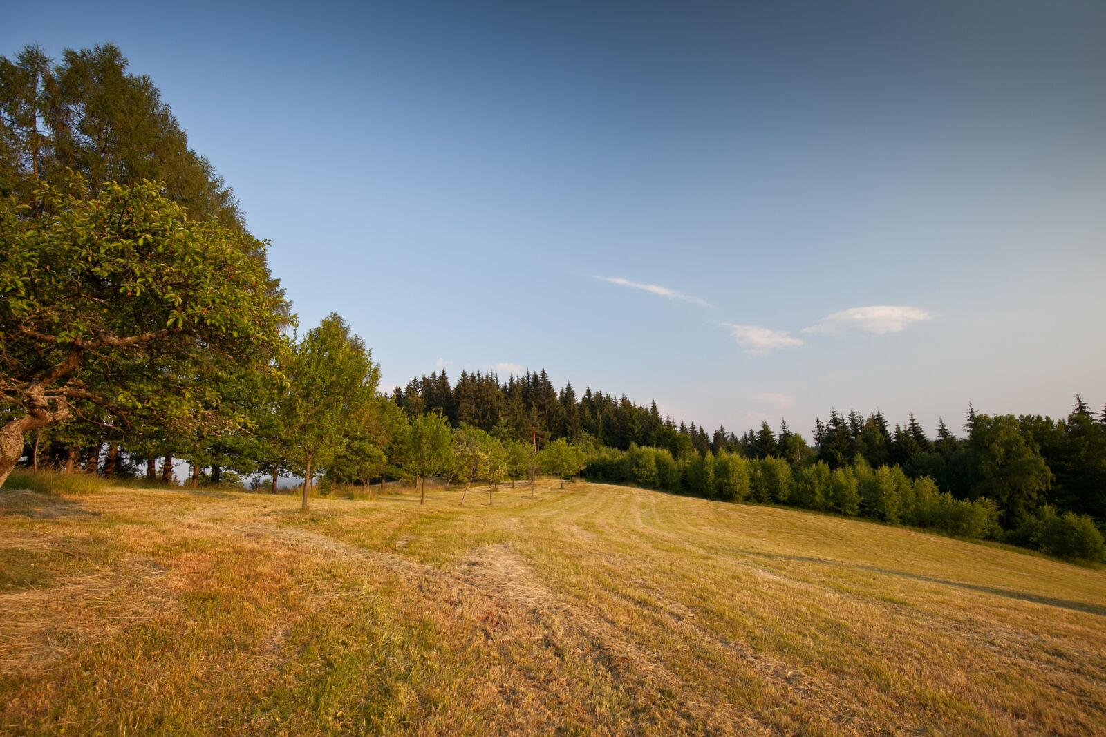 Canon EF 16-35mm F4L IS USM sample photo. Tree, grass, landscape photography