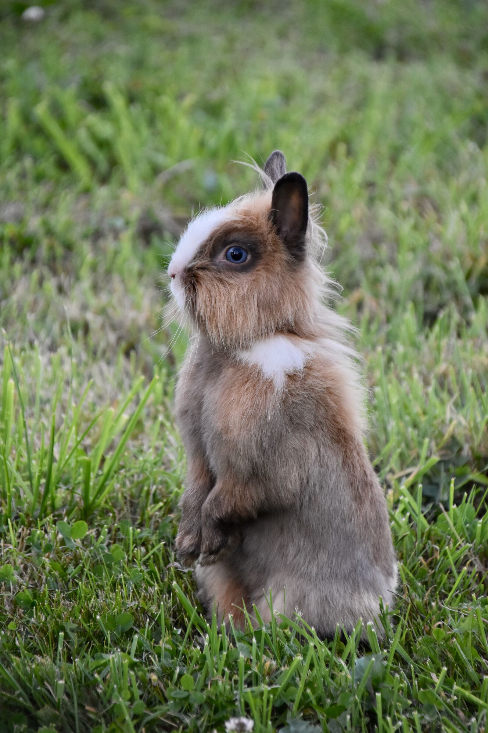 Nikon D5600 sample photo. Rabbit, rabbit standing position photography