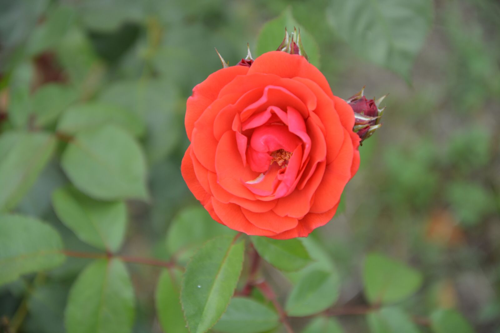 Nikon D5200 sample photo. Pink, red, red flowers photography