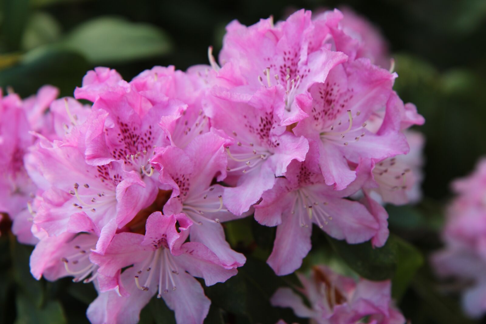 Canon EOS 600D (Rebel EOS T3i / EOS Kiss X5) sample photo. Rhododendron, rhododendron pink, pink photography