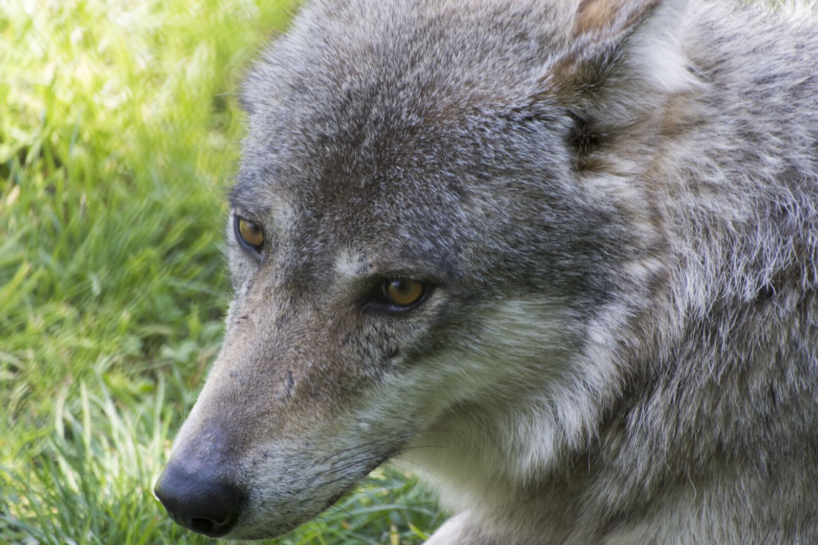 Nikon D7100 sample photo. Beast, wolf, predator photography
