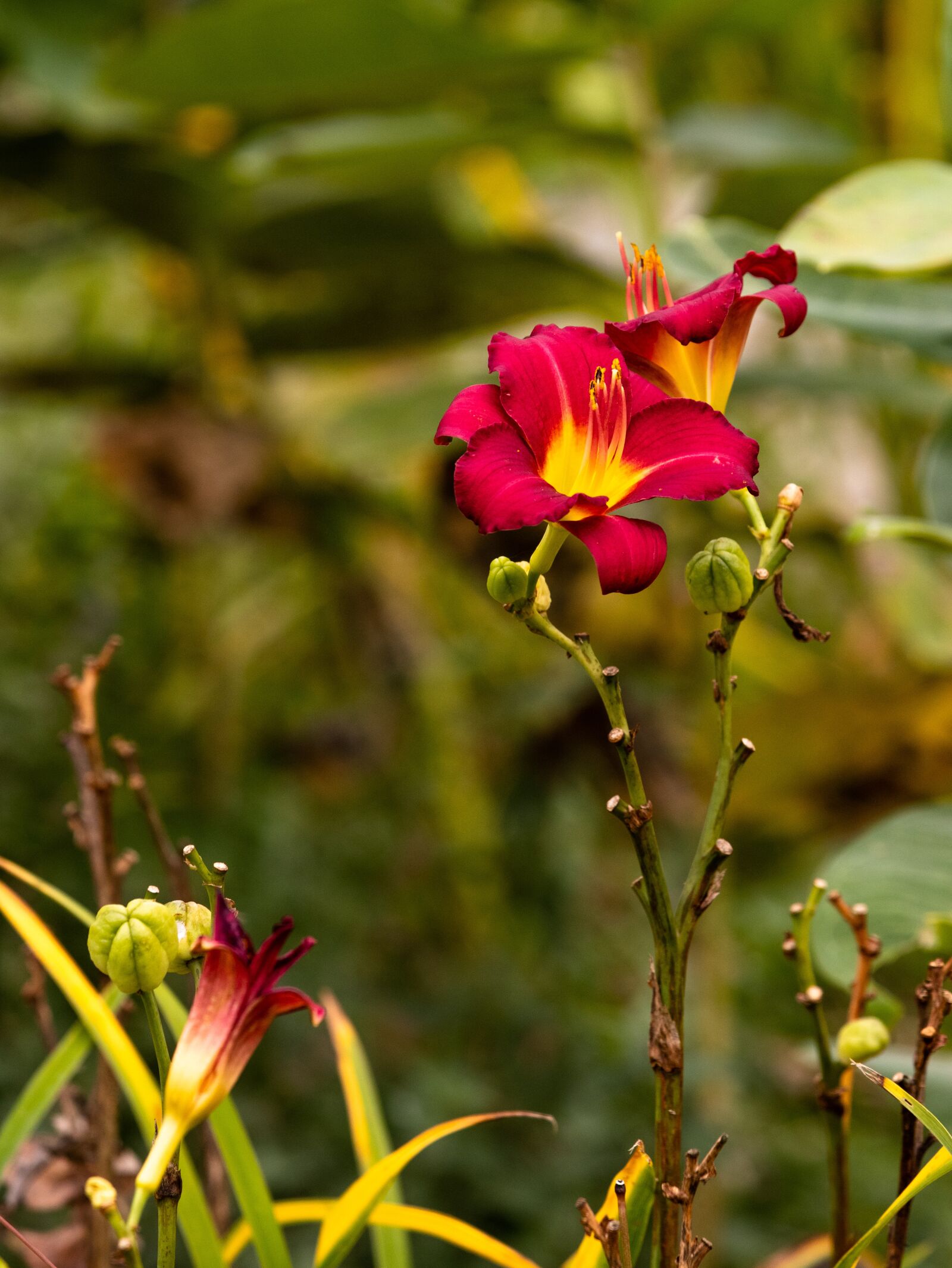 Canon EOS 80D sample photo. Iris, red, nature photography