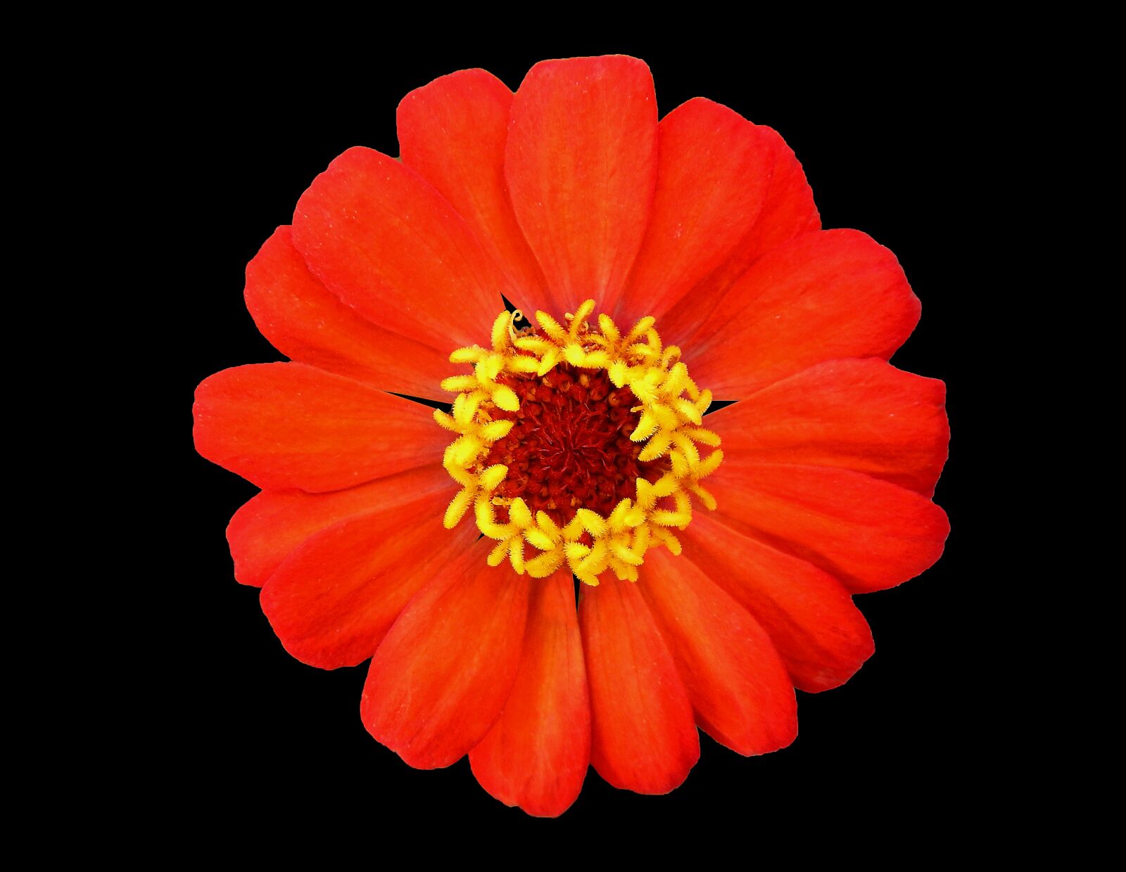 Nikon Coolpix AW110 sample photo. Red and yellow flower photography
