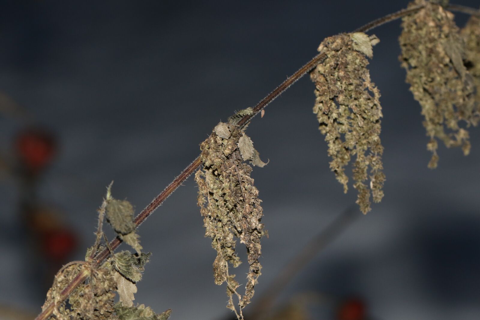 Canon EOS 7D Mark II sample photo. Growth, winter, nature photography