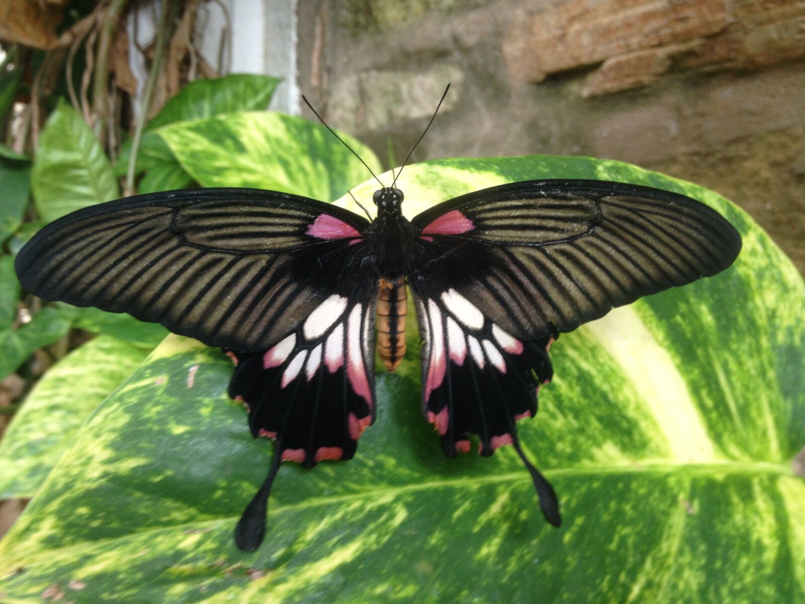 iPhone 4S back camera 4.28mm f/2.4 sample photo. Butterfly, insect, invertebrate photography