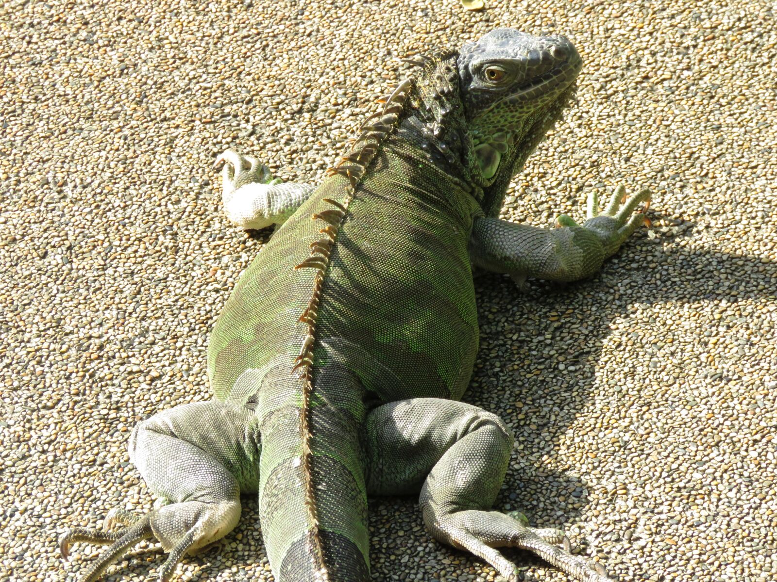 Canon PowerShot SX60 HS sample photo. Chameleon, giant, big photography