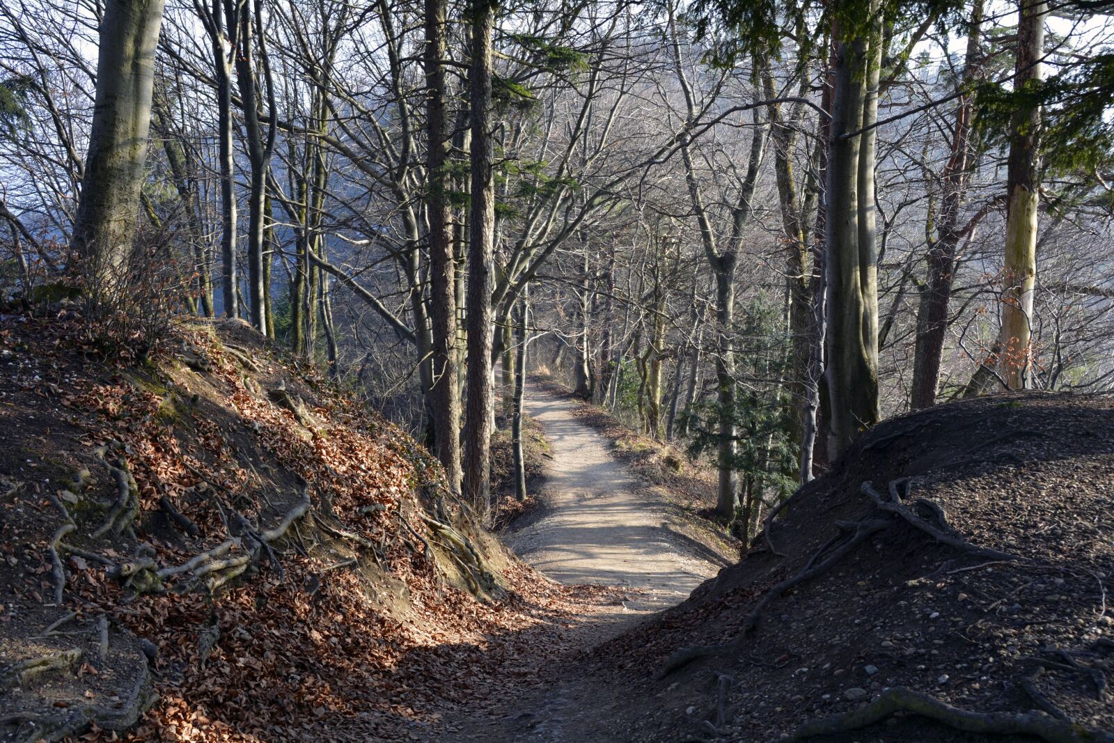 Nikon D7100 sample photo. Away, forest path, forest photography