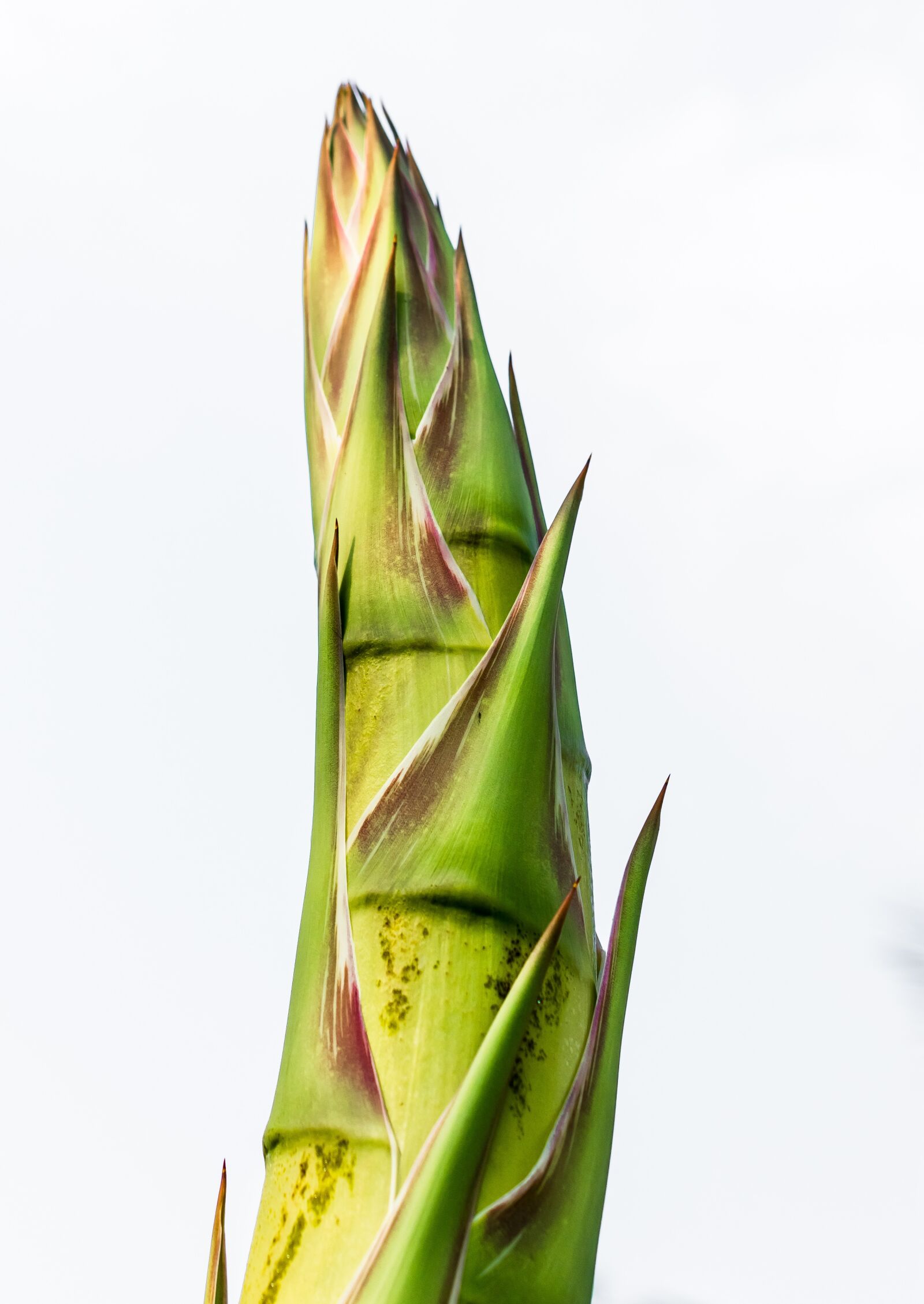 Nikon D5200 sample photo. Agave root, agave flower photography