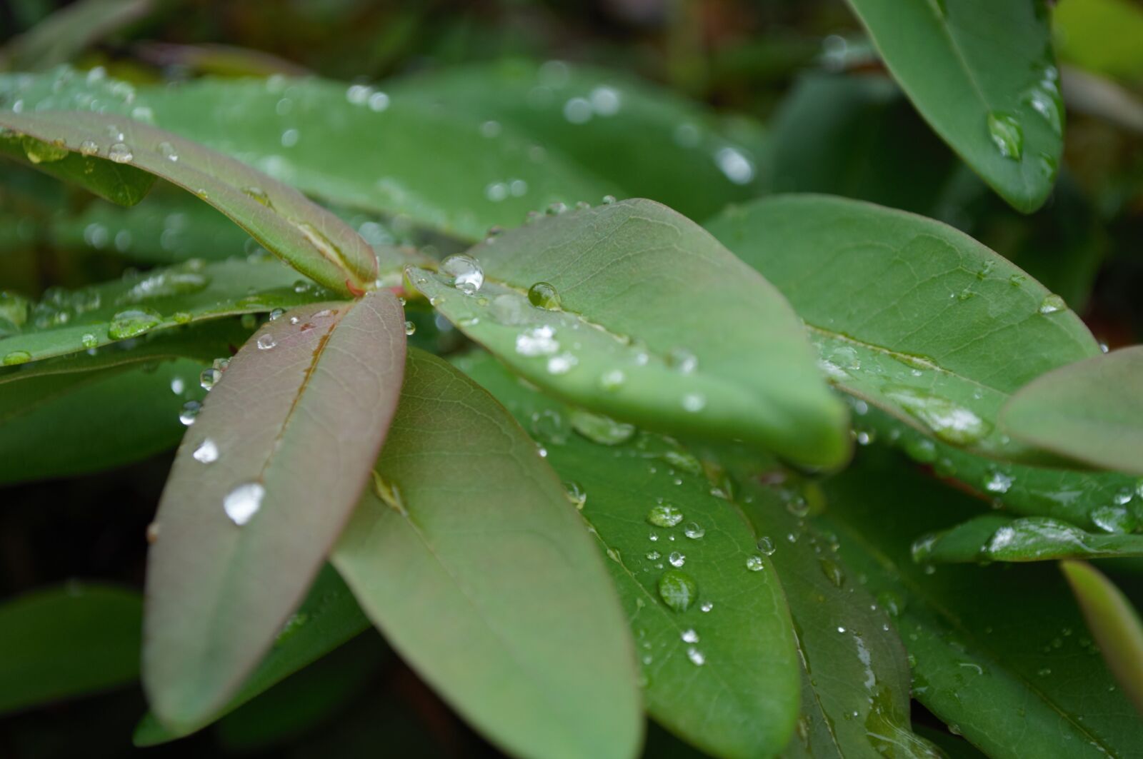 Nikon D5000 sample photo. Green, leaves, dew photography