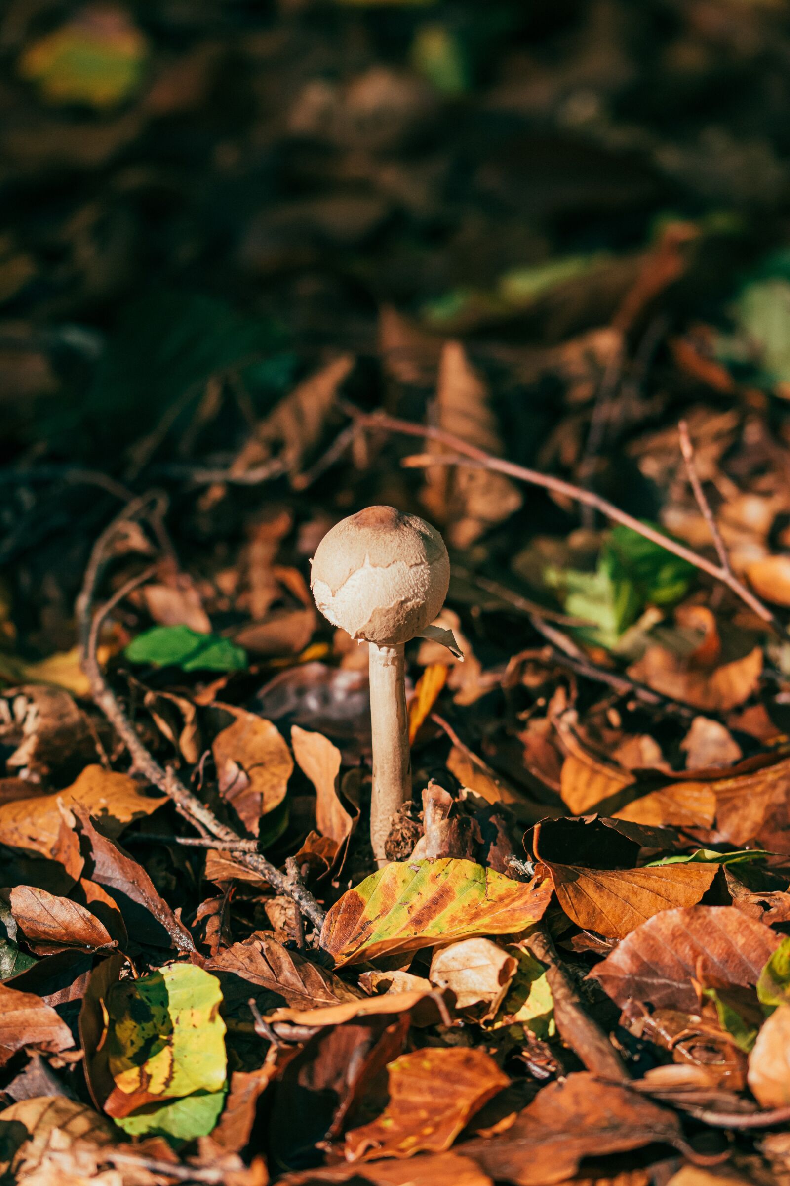 105mm F2.8 sample photo. Mushroom, autumn, forest ground photography