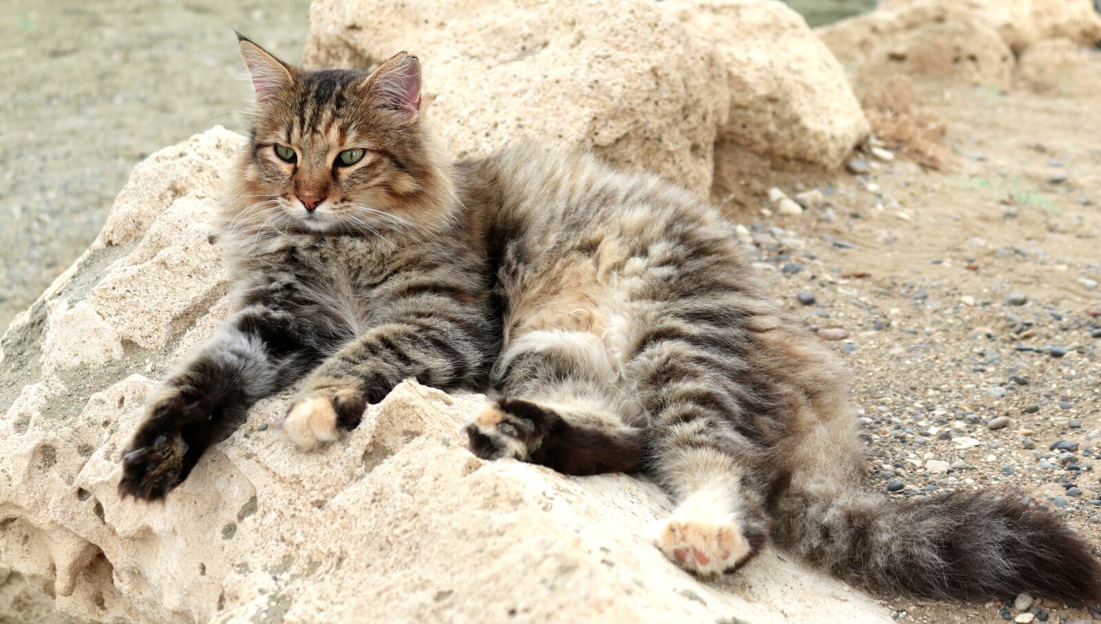 Canon EOS 200D (EOS Rebel SL2 / EOS Kiss X9) sample photo. Cat, animal, german longhaired photography