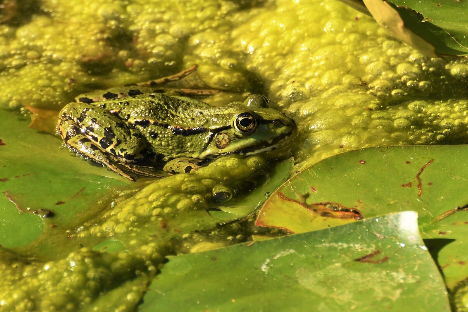 Nikon D500 sample photo. Frog pond, garden pond photography