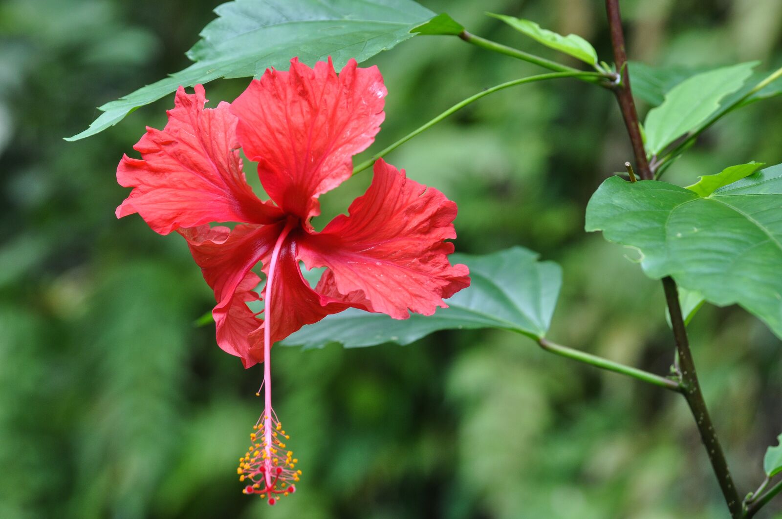 Nikon D90 sample photo. Panama, flower, exotic photography