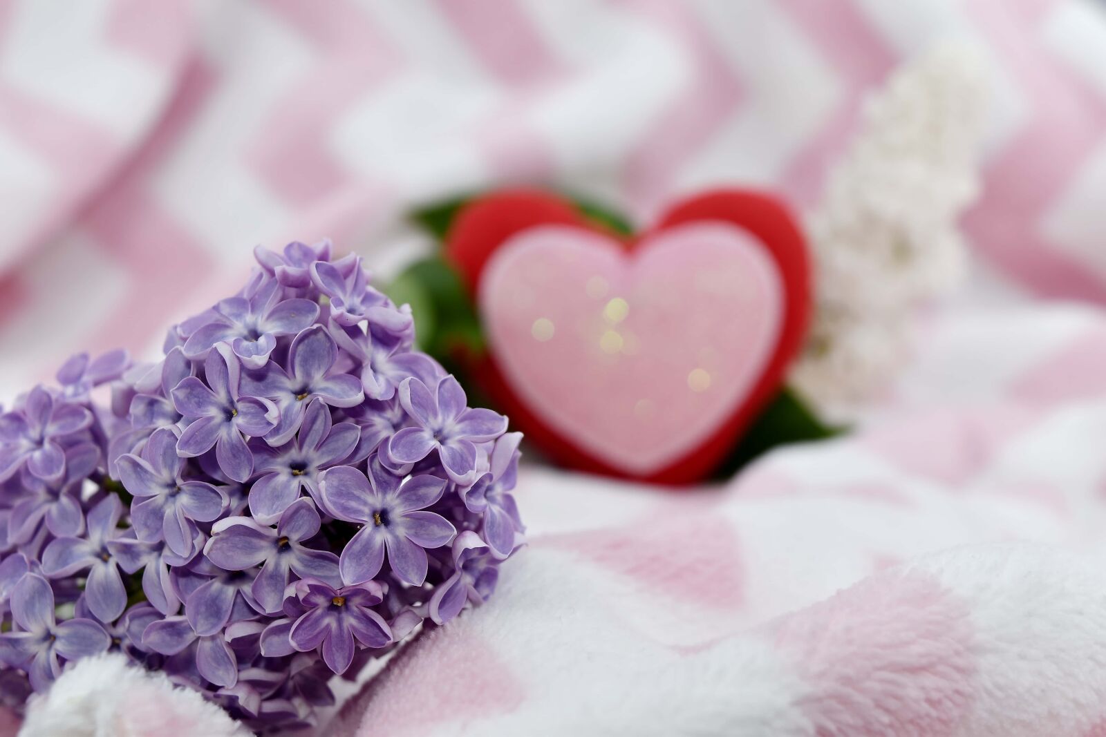 Nikon D5500 sample photo. Affection, beautiful flowers, beautiful photography