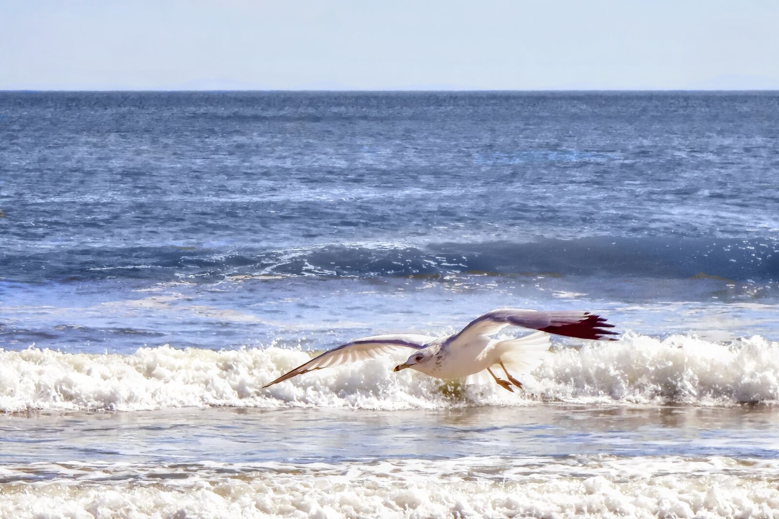 Nikon Coolpix S9900 sample photo. Seascape, landscape, gull photography