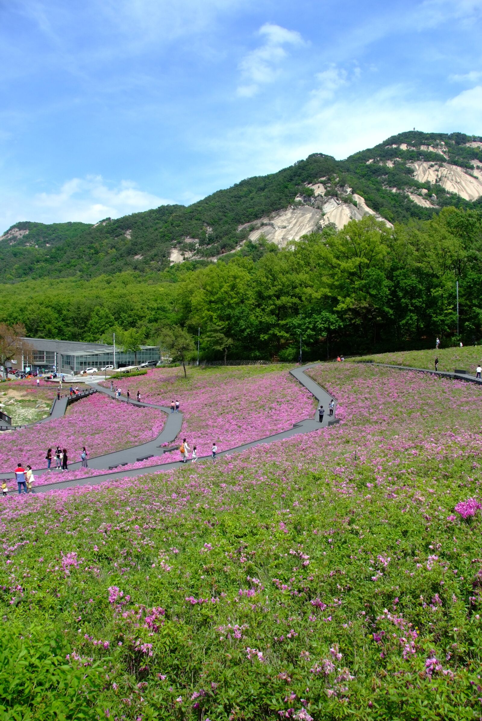 Fujifilm FinePix S5 Pro sample photo. Sky, mountain, flowers photography