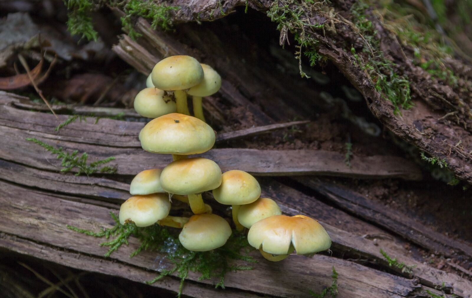 Canon EOS 60D sample photo. Autumn, nature, forest photography