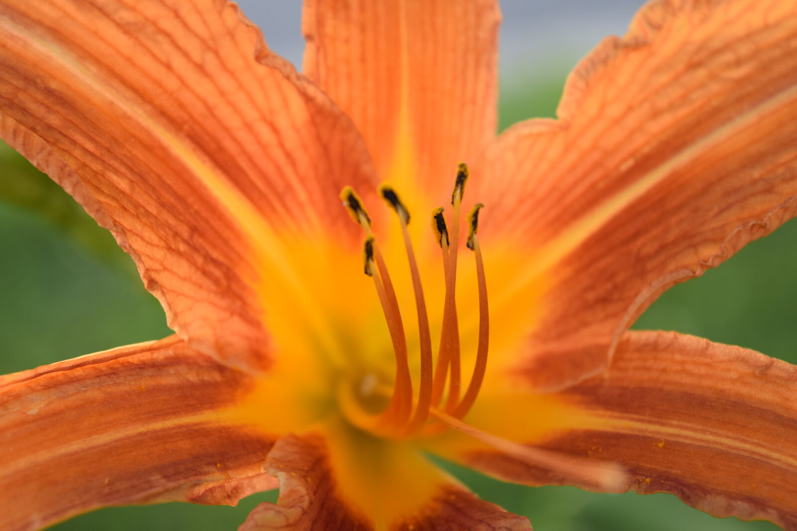 Nikon D3300 sample photo. Background, blurred, canada, colours photography