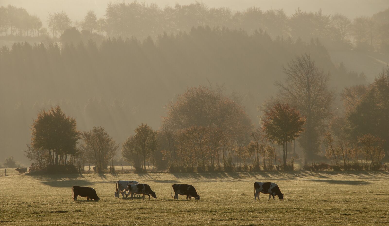 Canon EOS 80D sample photo. Fog, sunrise, cows photography