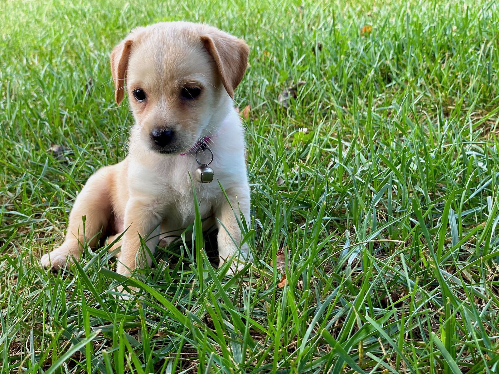 iPhone 11 Pro back dual camera 6mm f/2 sample photo. Puppy, grass, dog photography