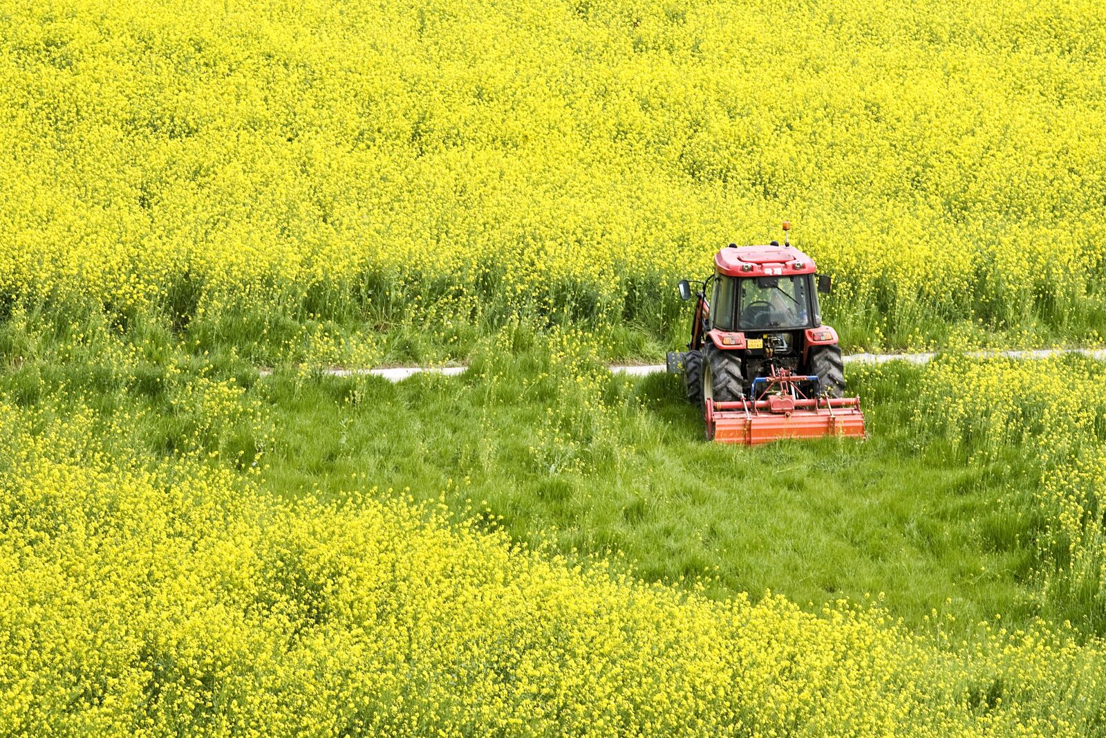 Canon EOS-1D Mark II N sample photo. Spring, field, farming photography