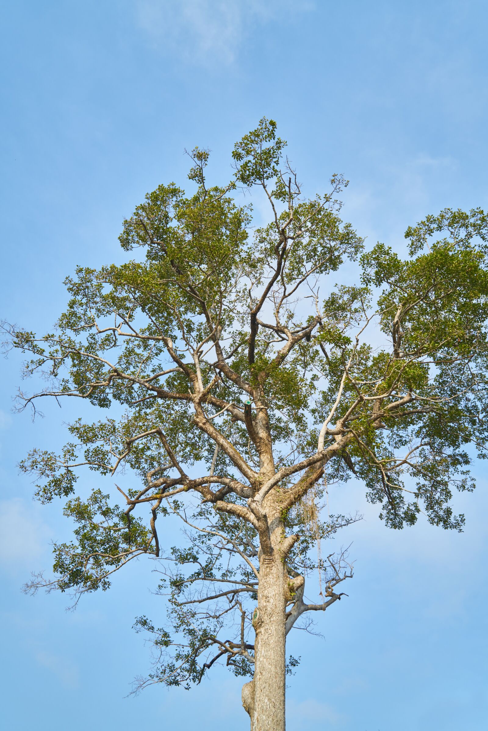 Sony a7R II sample photo. Nature, tree, no one photography