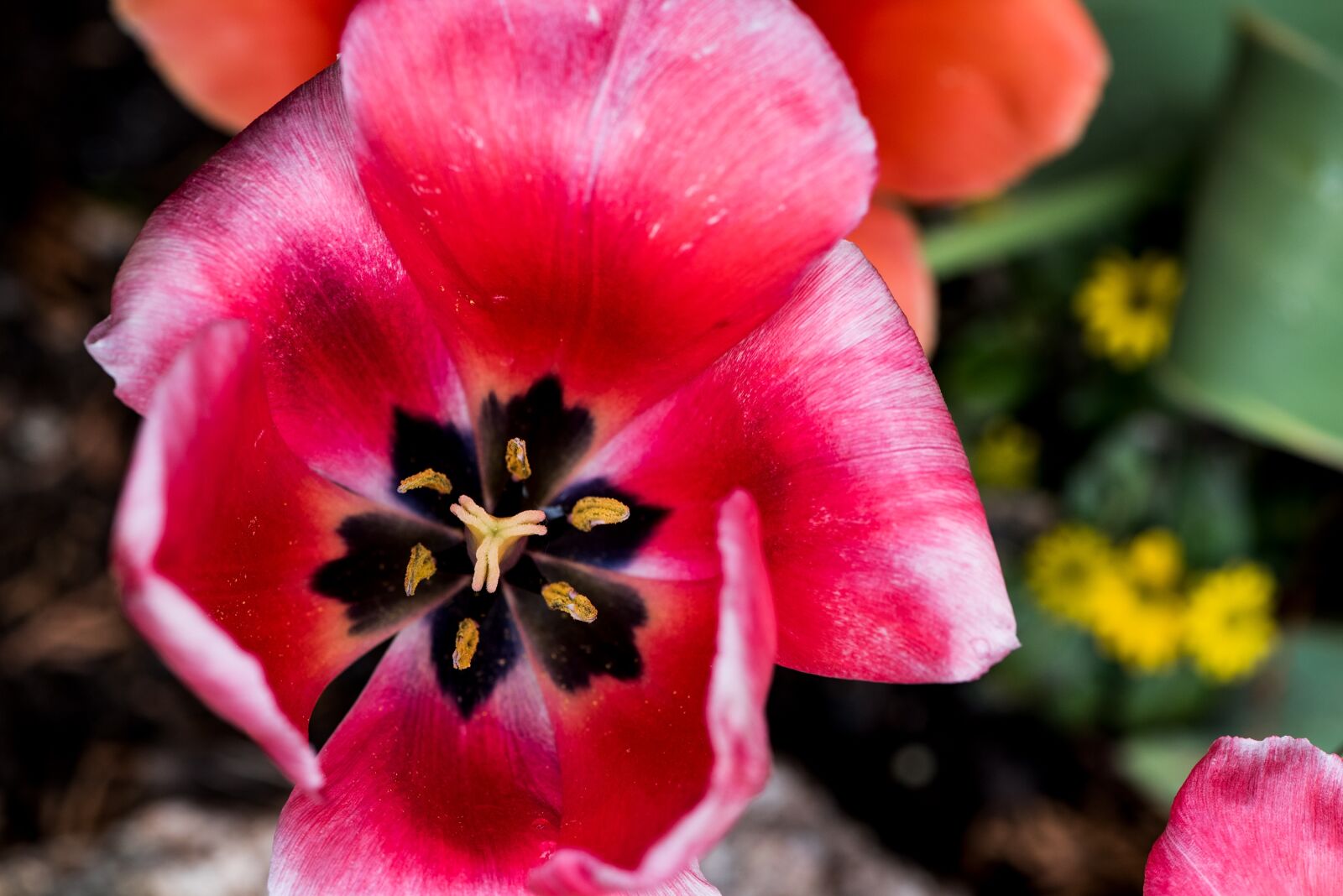 Nikon D750 sample photo. Tulip, flower, blossom photography