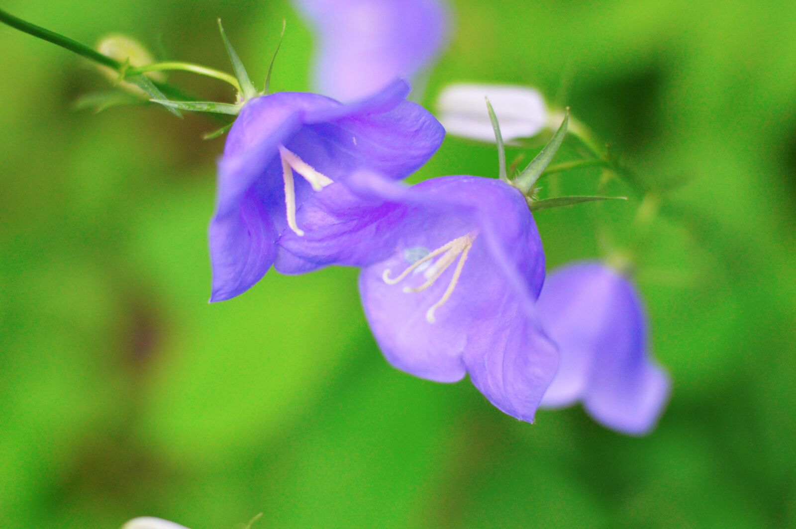 Nikon D3200 sample photo. Flowers, bells, grass photography