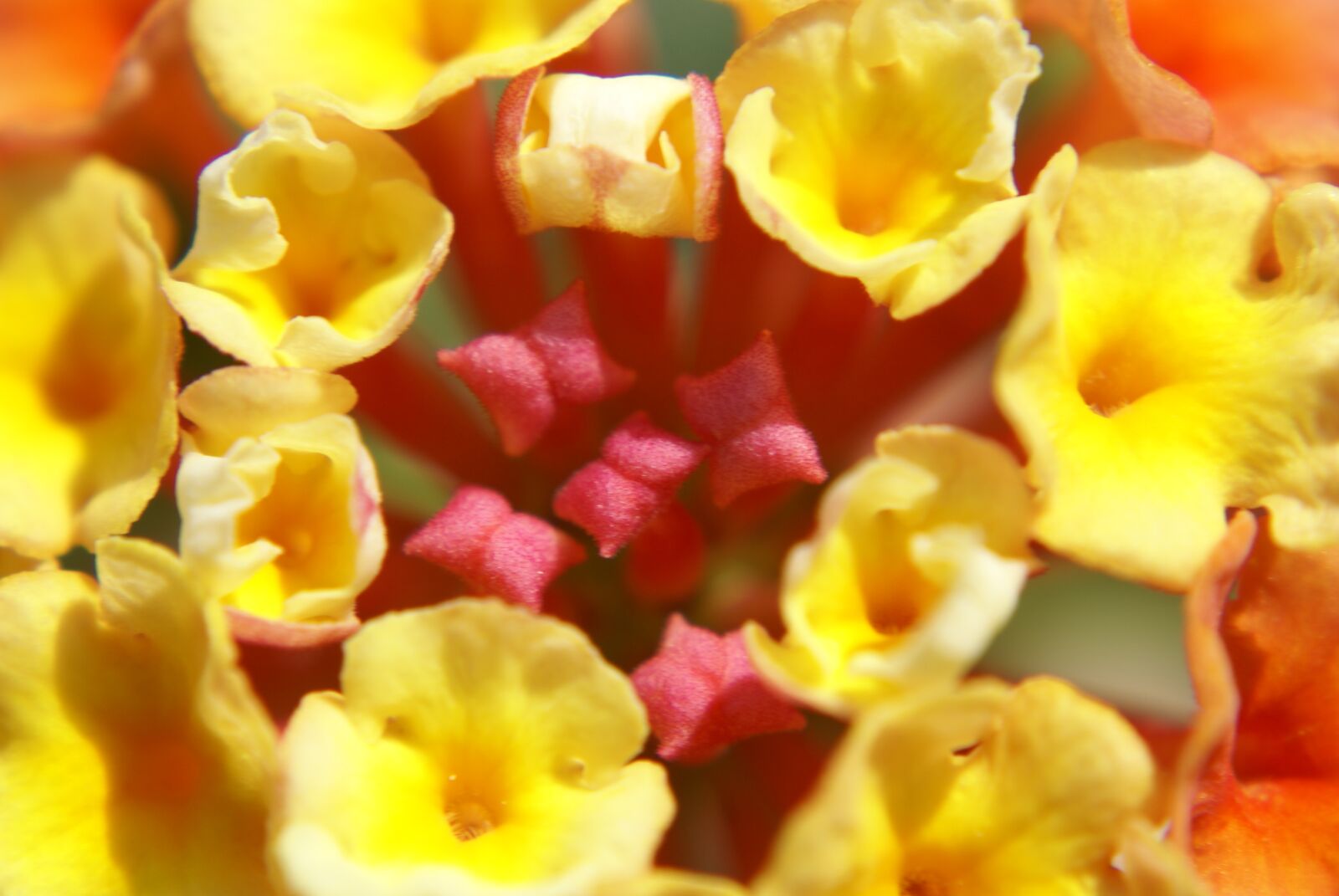 Sony Alpha DSLR-A100 sample photo. Flower, close up, spring photography