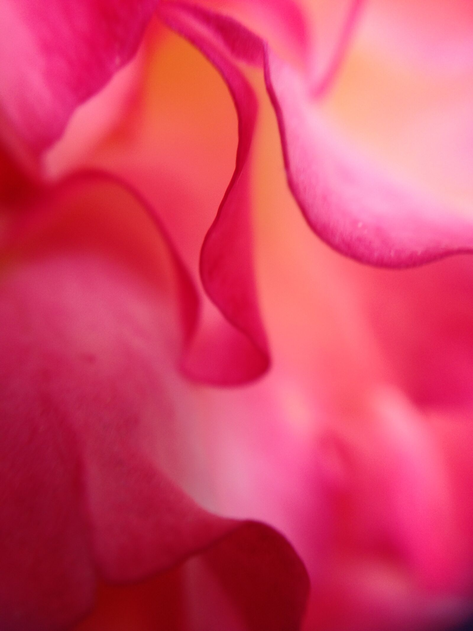 iPhone 5 back camera 4.12mm f/2.4 sample photo. Rose, macro, floral photography