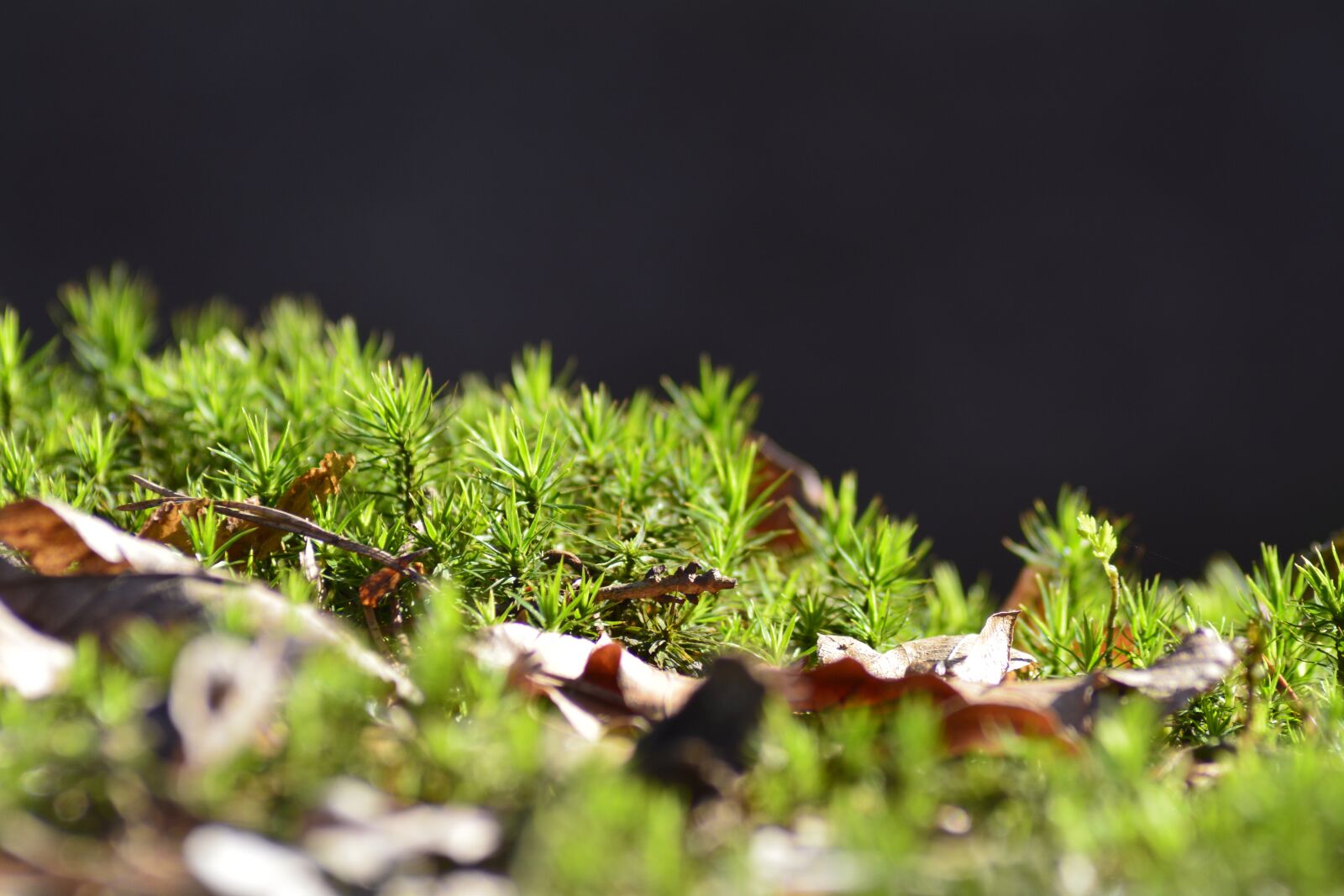 Nikon D7100 sample photo. Plant, leaf, nature photography