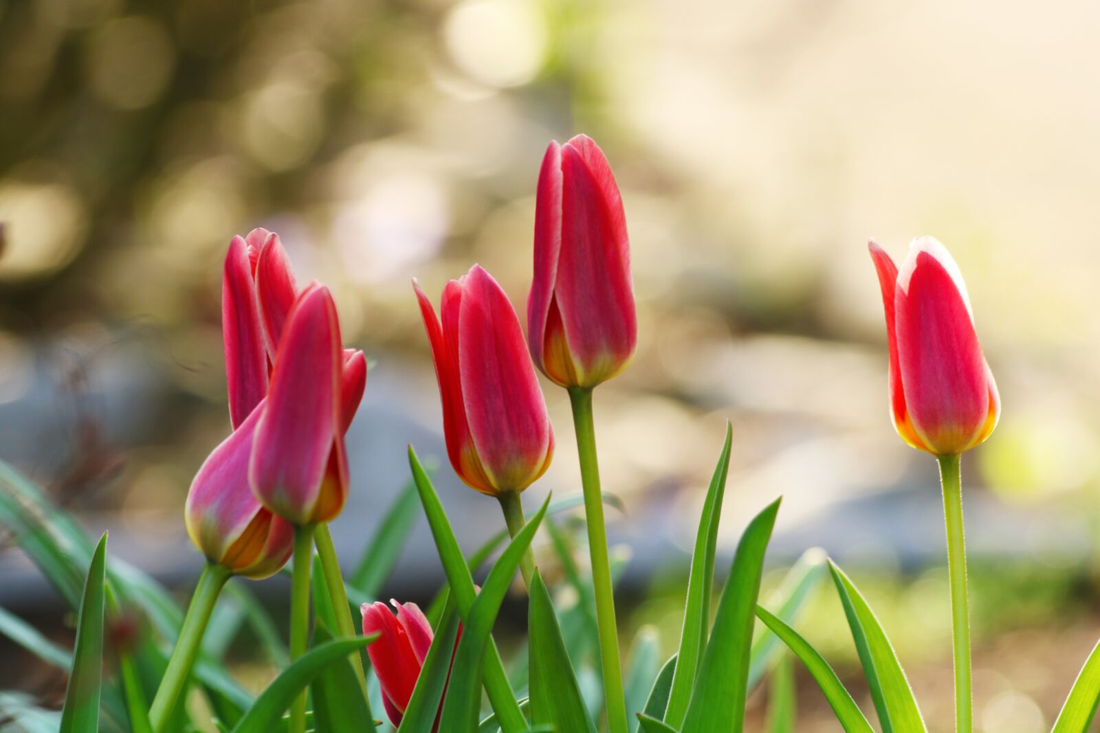 Canon EF 70-300mm F4-5.6 IS USM sample photo. Tulips, bed, garden photography