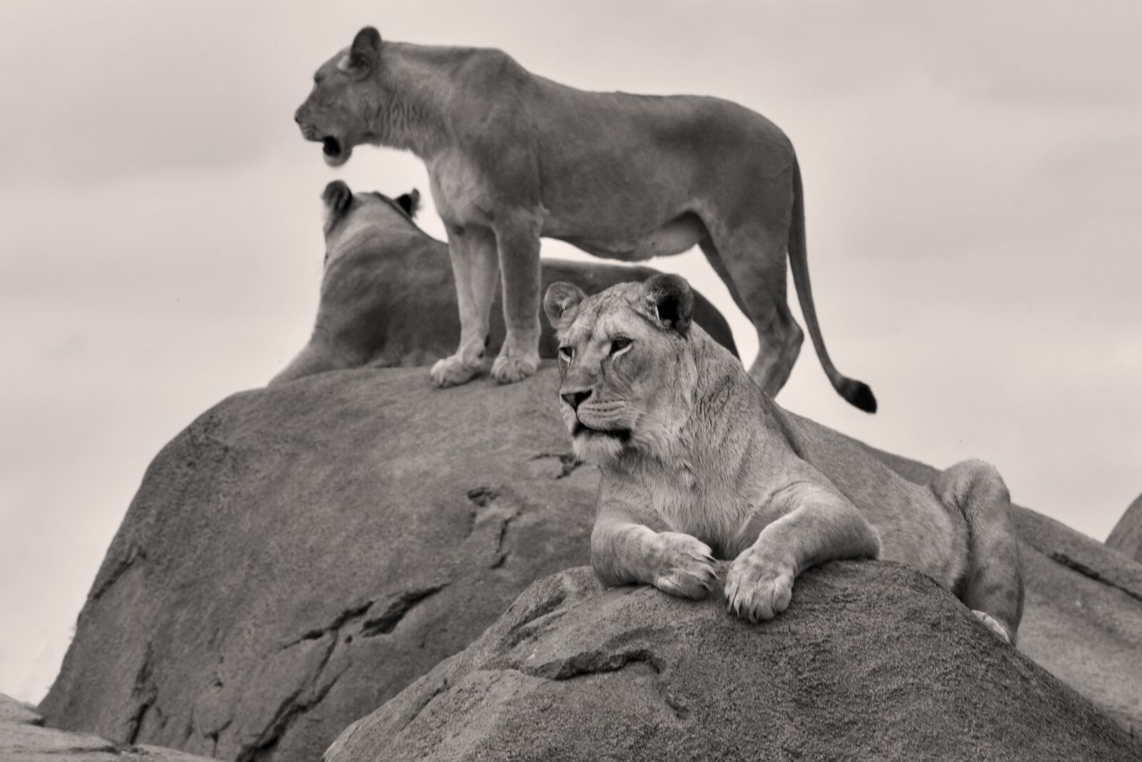 Nikon D500 sample photo. Lions, zoo, emmen photography