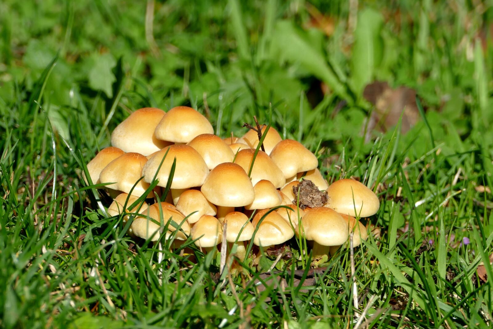 Panasonic Lumix DMC-FZ1000 sample photo. Mushrooms, mushroom, forest photography