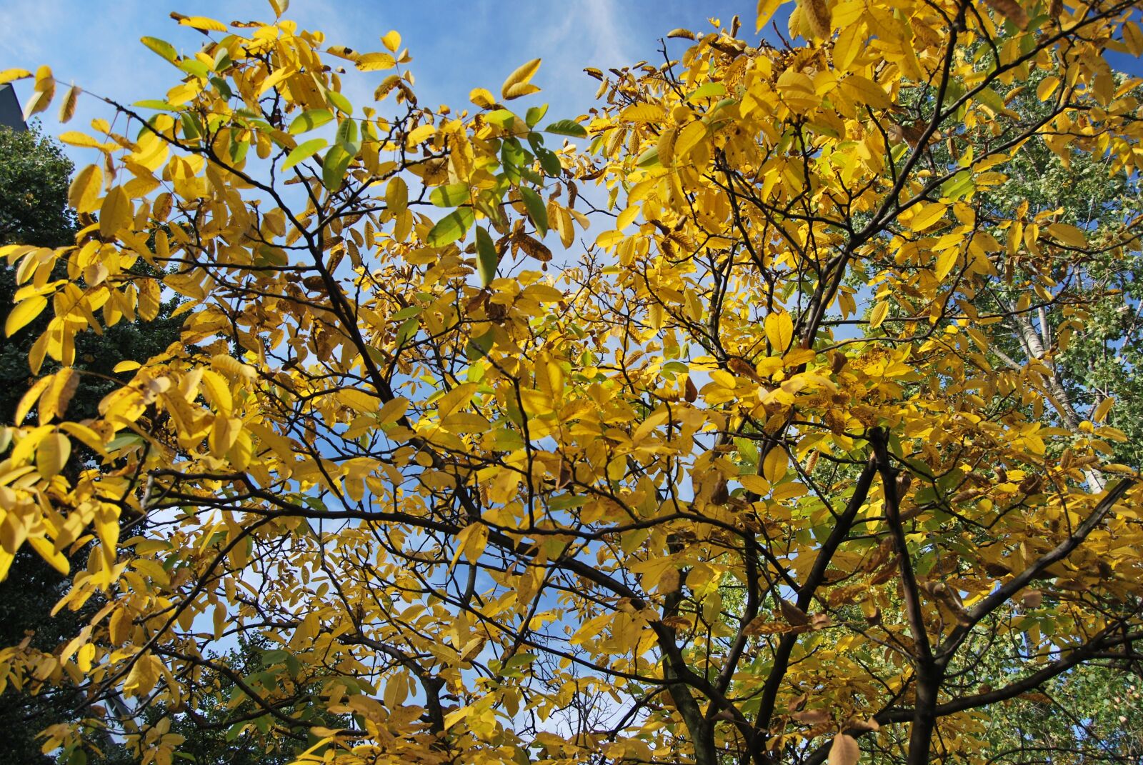 Nikon D60 sample photo. Tree, foliage, autumn photography