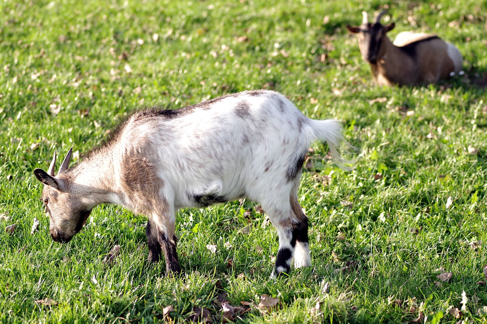 Pentax K-S2 sample photo. Goat, goats, village photography