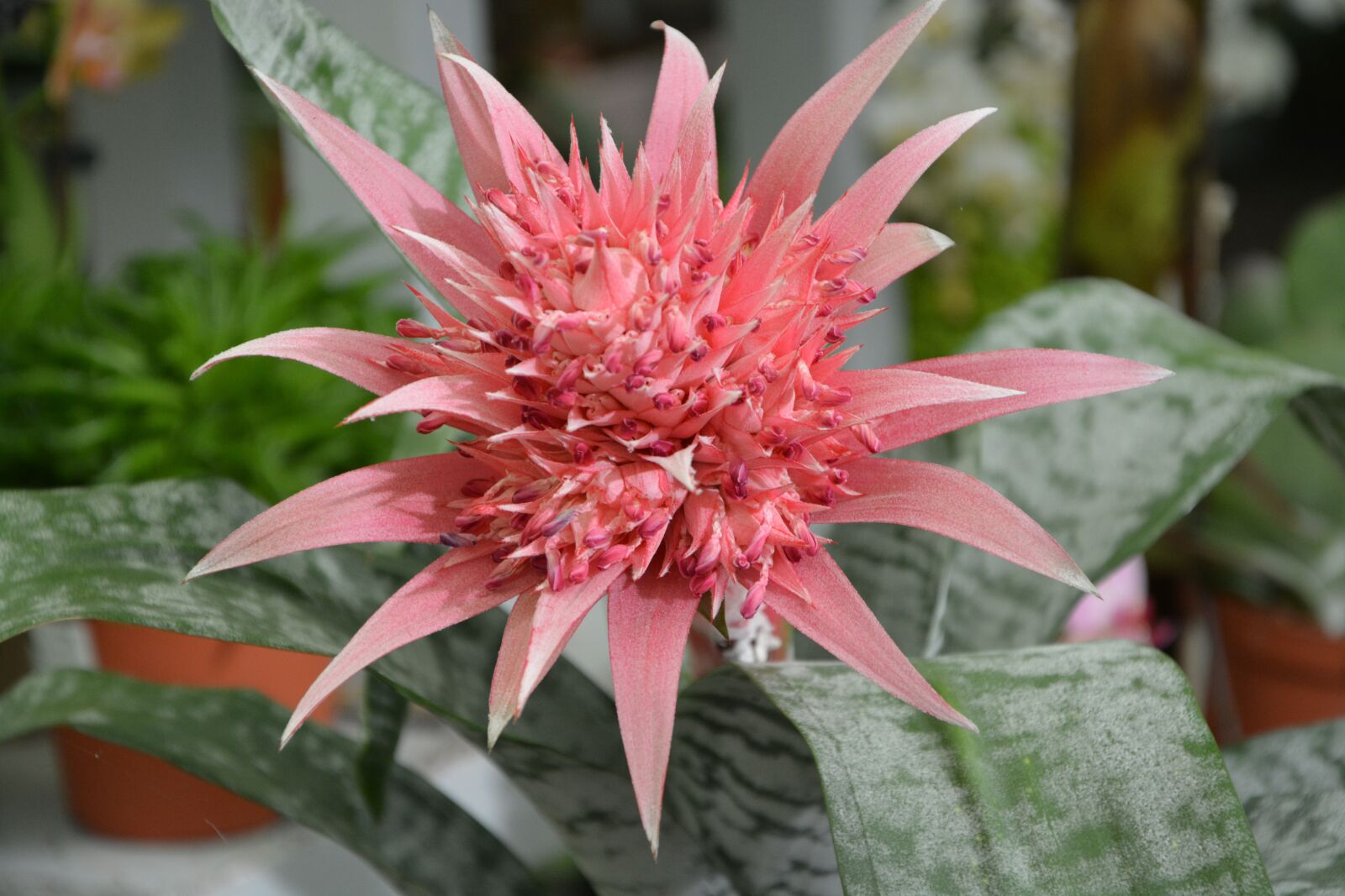 Nikon D5200 sample photo. Plant, pink, pot photography