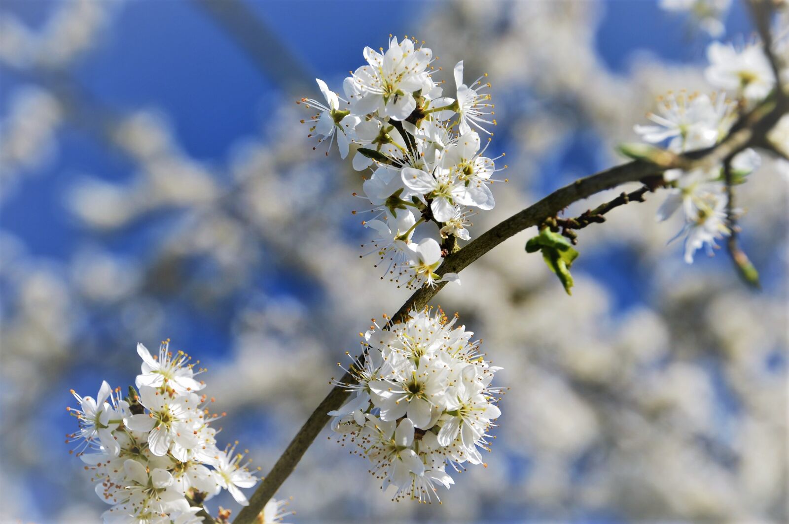 Nikon D3200 sample photo. Cherry, tree, branch photography