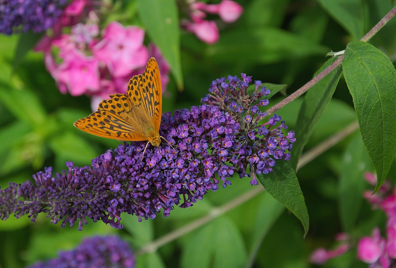 Nikon D3300 sample photo. Butterfly, blossom, bloom photography
