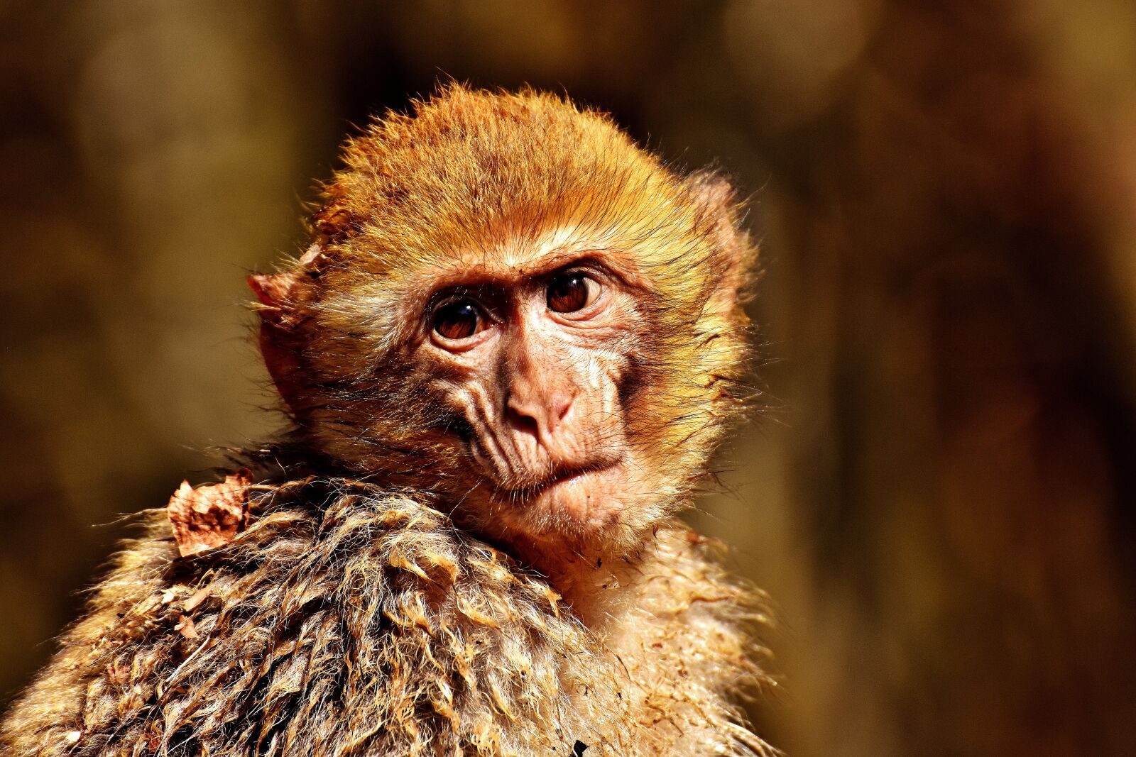 Nikon D7200 sample photo. Barbary ape, portrait, cute photography